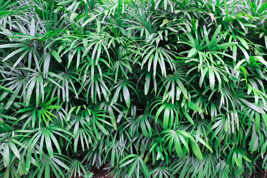 植物墻