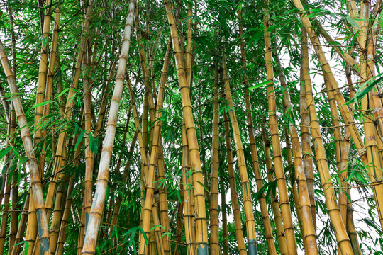 黃竹 竹林