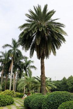 公園的大棕樹