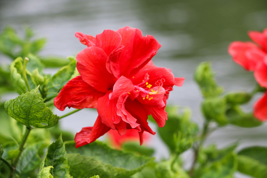 大紅花側(cè)顏