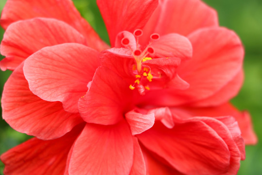 大紅花特寫
