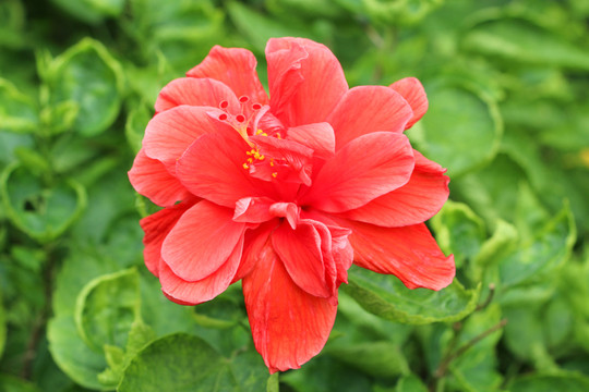 紅花綠葉
