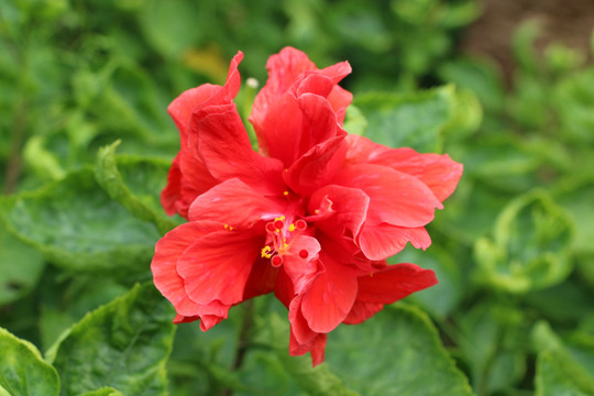 一朵大紅花