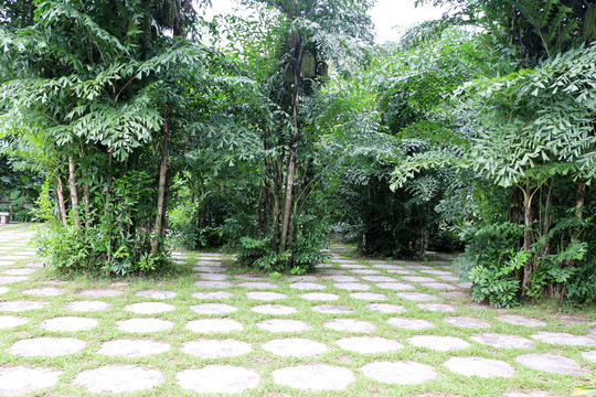 公園樹(shù)林
