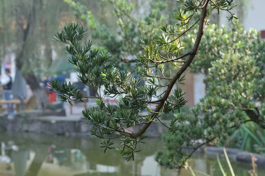 園林