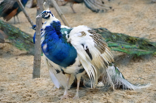 白孔雀