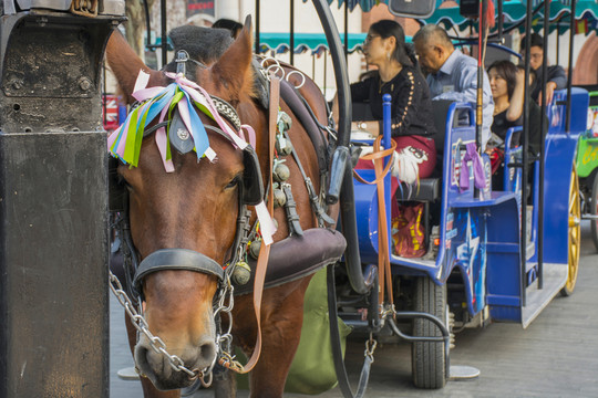 城市的旅游觀光馬車