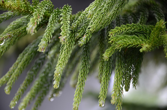 綠色植物