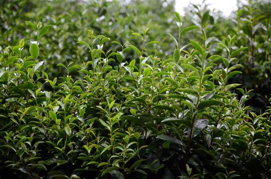 茶樹