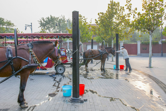 旅游觀光馬車
