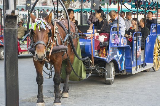 天津市五大道旅游觀光馬車