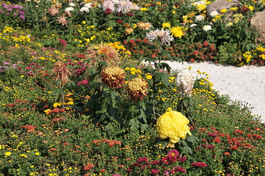 菊花