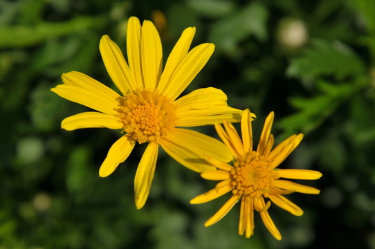 非洲菊