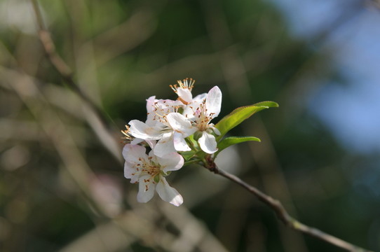 白色櫻花