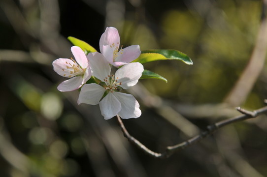 白色櫻花