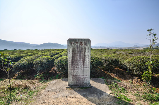 百年烏龍茶園 矮腳烏龍