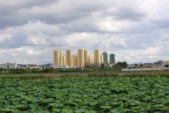 風景 天空 高樓 荷葉