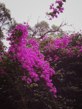 勒杜鵑