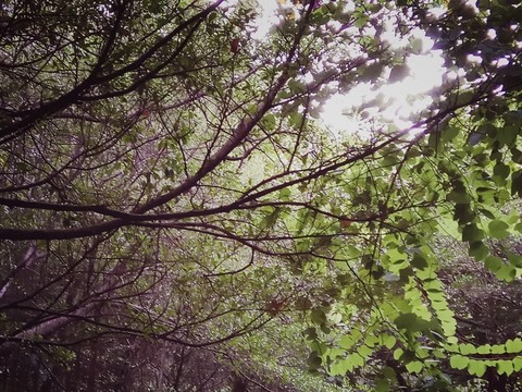 樹枝