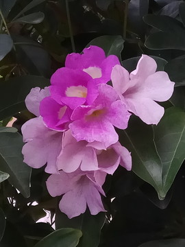 蒜香花