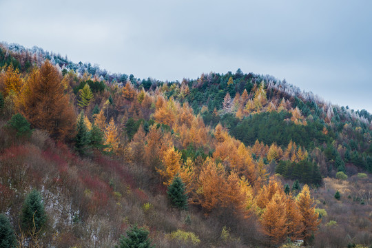 樹林