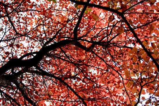 深秋紅葉