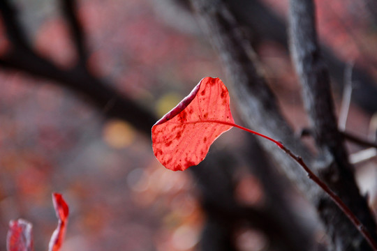 深秋紅葉