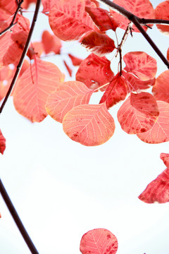深秋紅葉