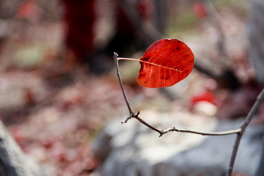 深秋紅葉