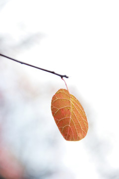 深秋紅葉