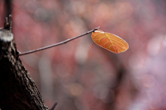 深秋紅葉