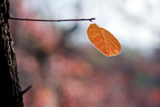 深秋紅葉
