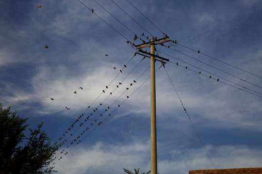 鳥群