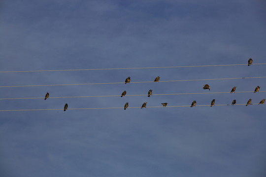 鳥