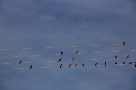鳥