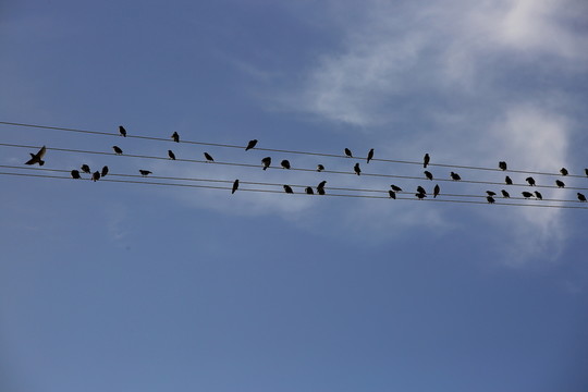 電線上的鳥(niǎo)
