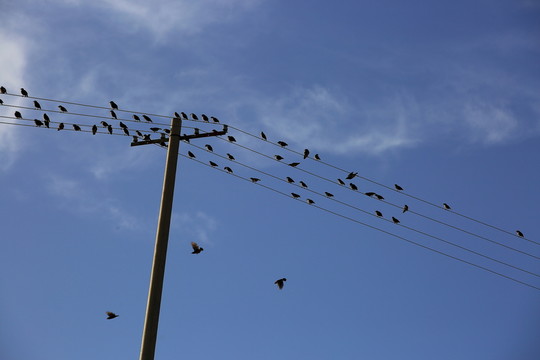 鳥群