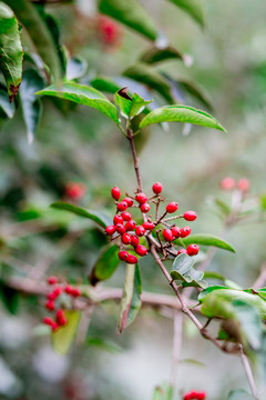 紅果
