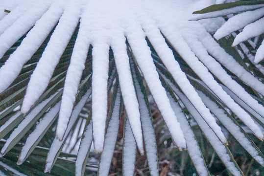 雪