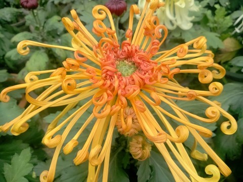 菊花
