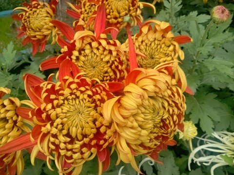 菊花