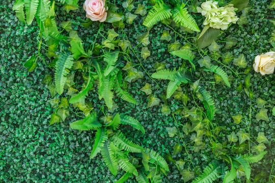 綠色植物墻 花墻背景
