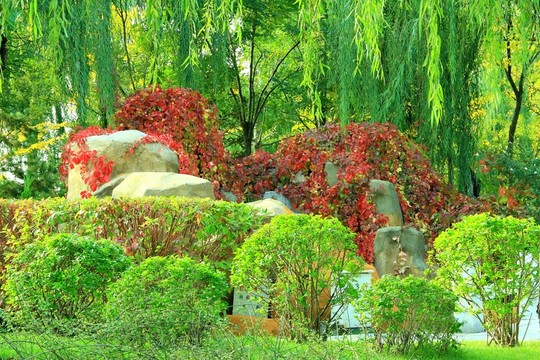 紅葉