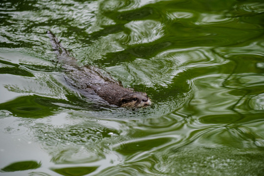 水獺