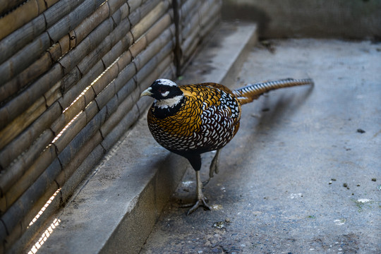 環(huán)頸雉