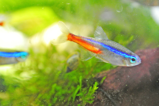 水族箱 金魚(yú) 紅綠燈魚(yú)