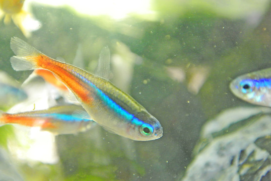 水族箱 金魚 紅綠燈魚