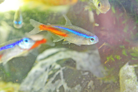 水族箱 金魚 紅綠燈魚