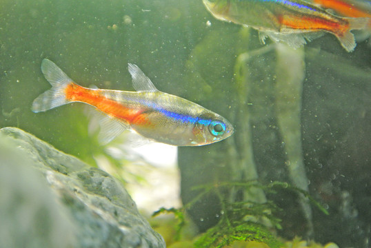 水族箱 金魚 紅綠燈魚