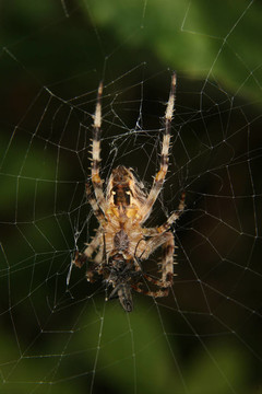 十字園蛛（Araneus diadematus）